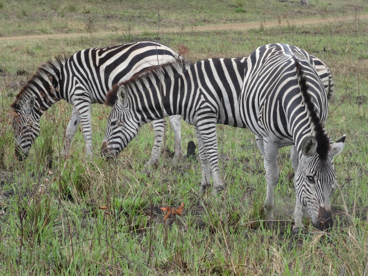 Lodge Afrique Saint Lucia Estuary 외부 사진